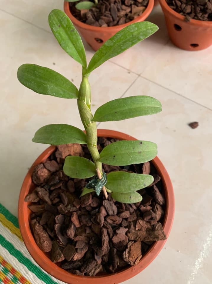 Lan phi điệp hồng minh châu