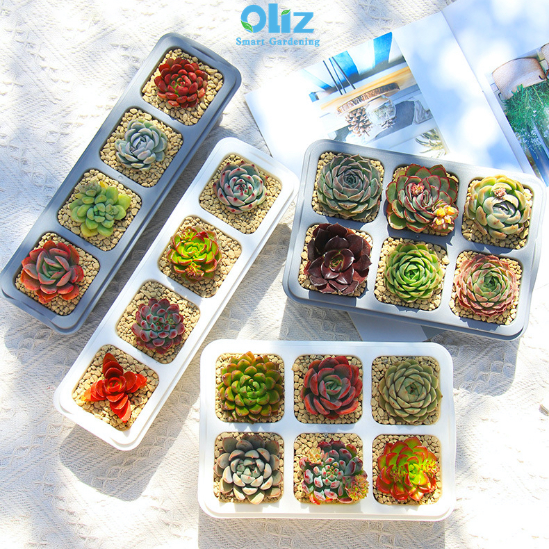 Chậu trồng sen đá Oliz T1 - Chậu trồng cây mini. Bao gồm khay lót đáy chậu cây