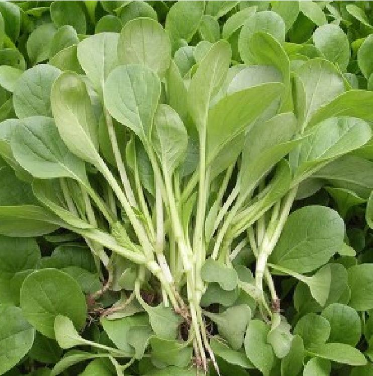 "Gói 10Gram Hạt " Hạt giống rau cải ngọt ăn non