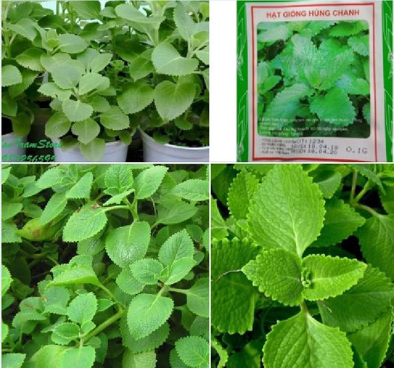 Hạt giống rau gia vị húng chanh - Gói 1gram