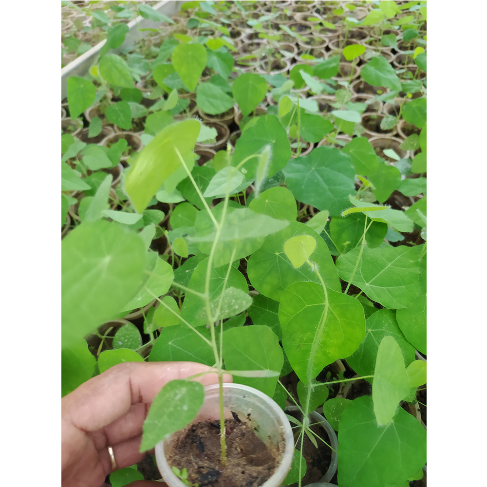 Cây sương sâm rừng sâm lông