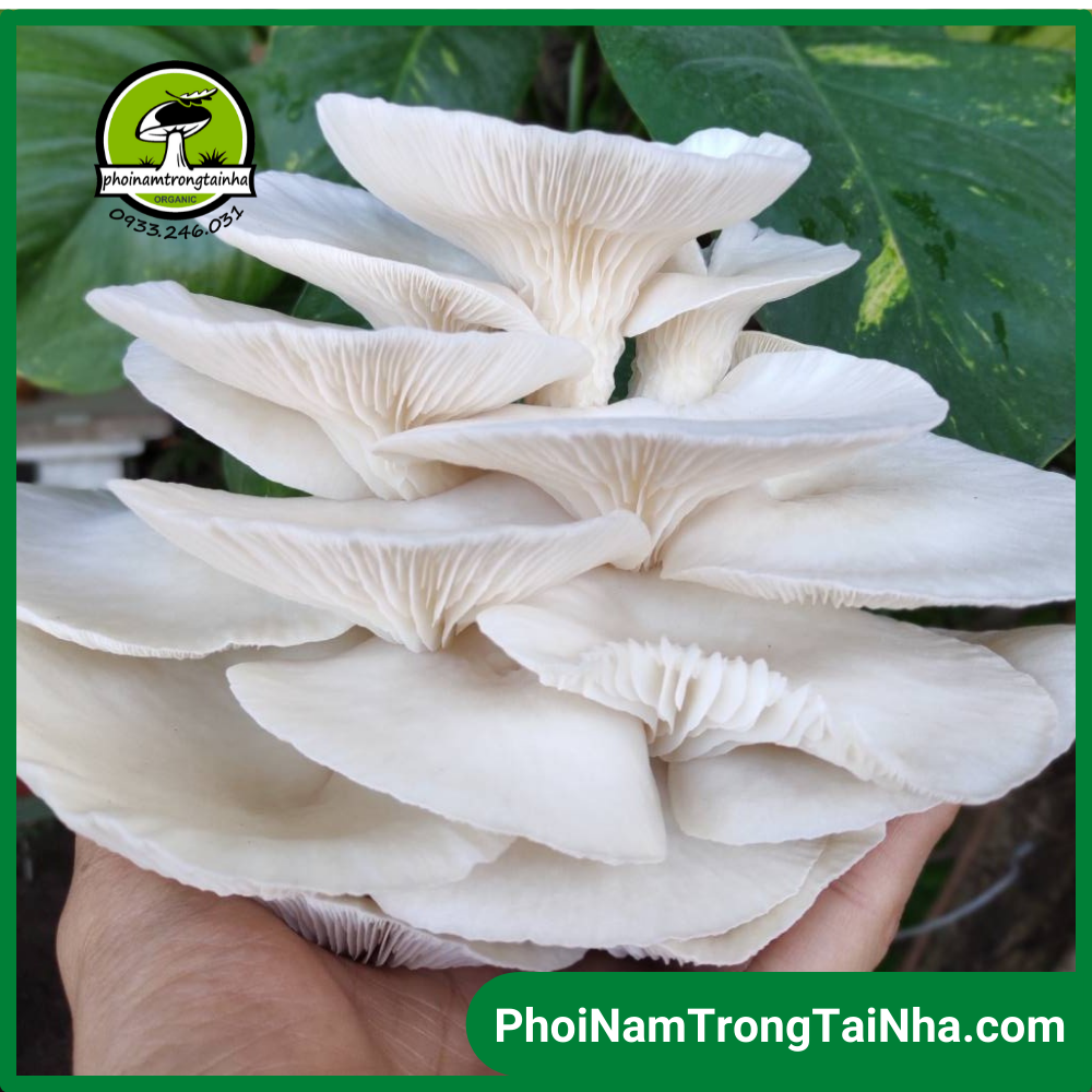 Combo 6 phôi nấm bào ngư trắng trồng tại nhà