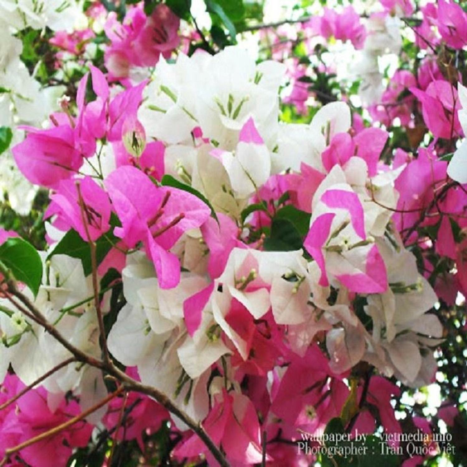 Cây Hoa Giấy HongKong