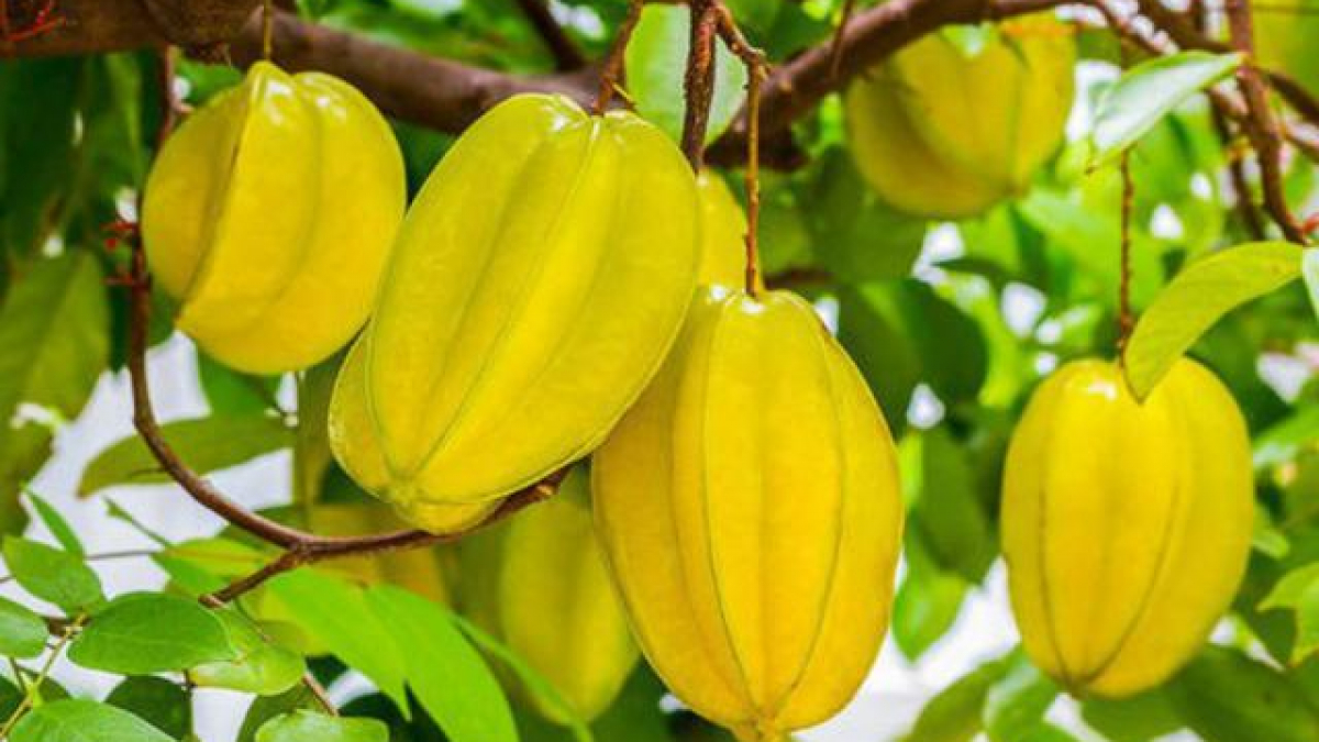 Hạt giống Khế chua/ngọt - gói 10 hạt
