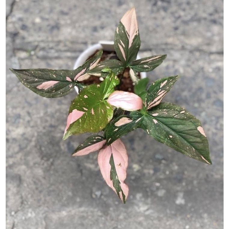 Trầu bà hồng Syngonium Pink Splash, màu sắc và form lá đẹp mắt