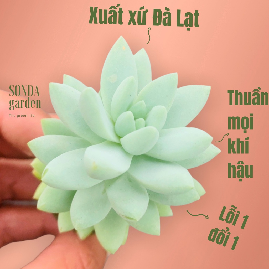 Sen đá chuỗi ngọc lam sonda garden size mini 2.5-4cm, cây cảnh trang trí nhà cửa, lỗi 1 đổi 1