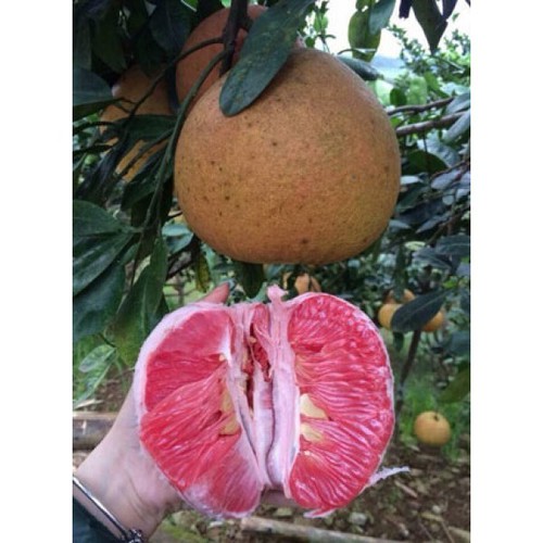 CÂY GIỐNG BƯỞI ĐỎ TÂN LẠC