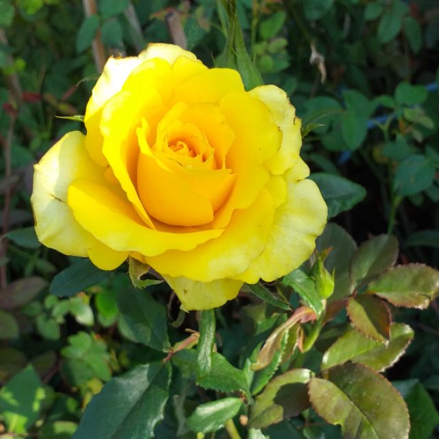 Giá Gốc - chậu Cây hồng bụi ngoại đang bông nụ đẹp.