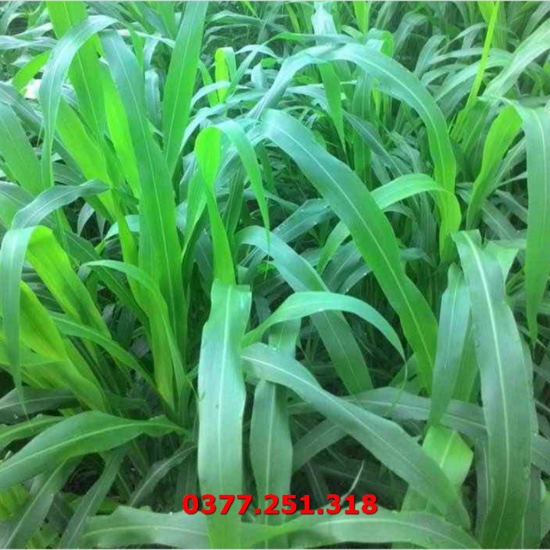 Hạt giống cỏ sudan lai - cỏ cao lương gói 500g - giống cỏ ngô, cỏ chăn nuôi năng suất cao