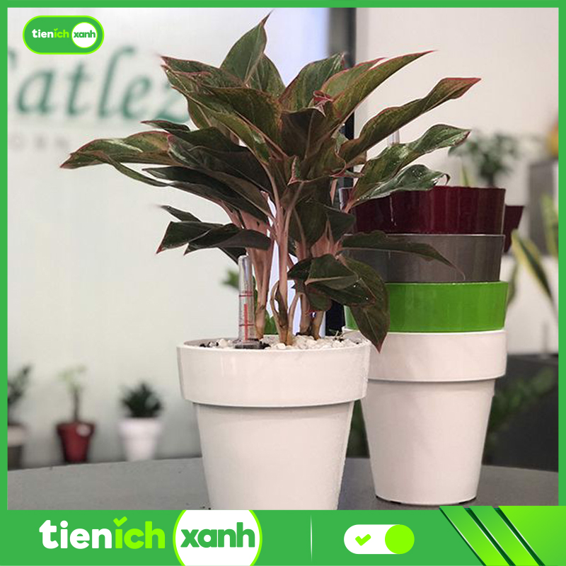 Chậu Trồng Cây Tự Dưỡng Catleza tròn sơn 30x30x30 cm