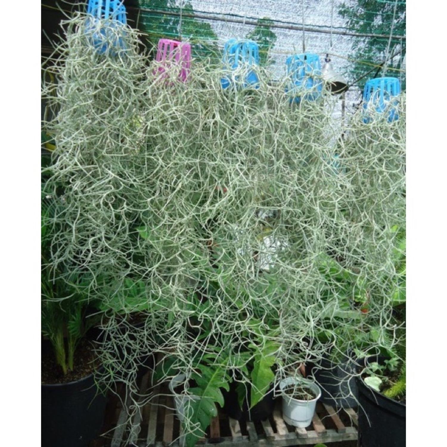 Cây Tillandsia usneoides/ Không khí Tóc Tiên