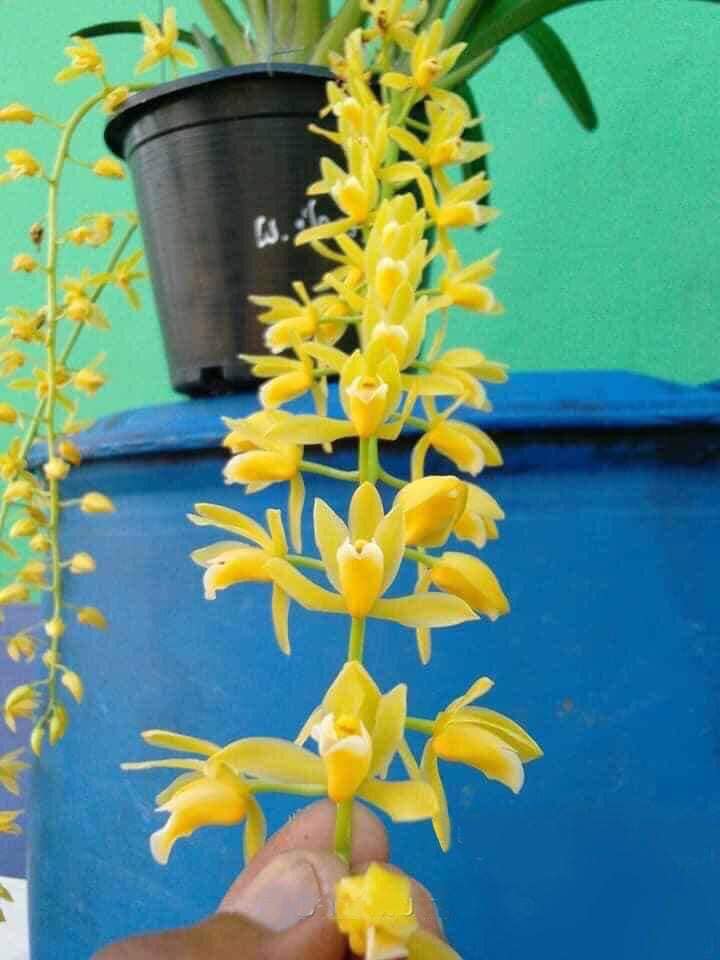 Kiem Bicolor Alba -Ngàn hoa  hàng giống cây 1 năm tuổi