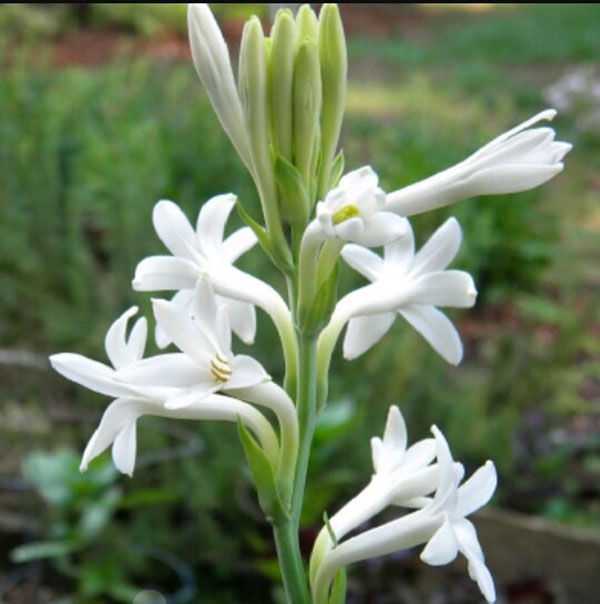 Set 10 củ ( tặng kèm phân ) hoa huệ ta- củ khỏe