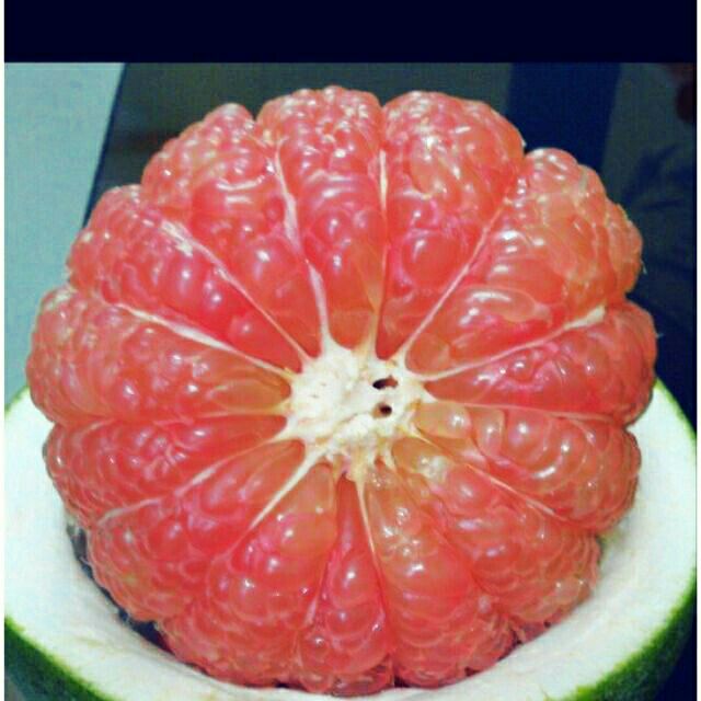 Cây Bưởi da xanh ruột hồng không hạt FREE SHIP TỪ 50K