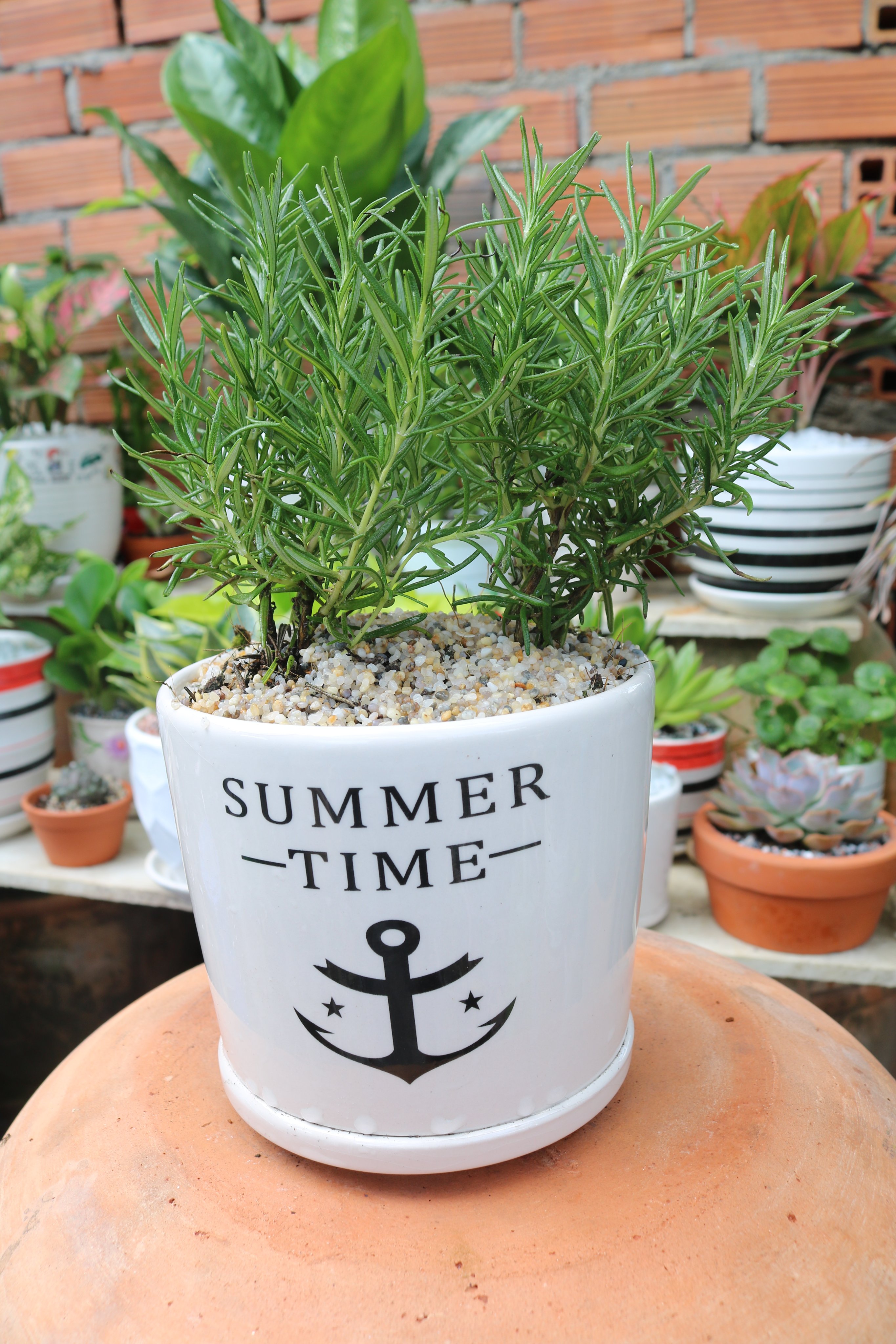 Chậu sứ cây Hương Thảo