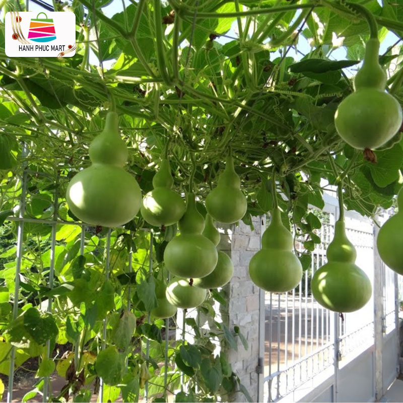 Hạt giống bầu hồ lô Phú Nông - PhuNongSeeds