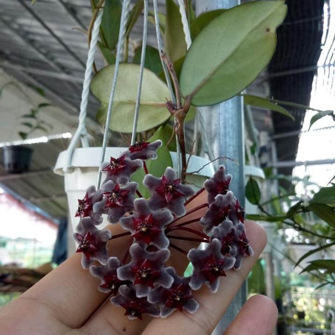 Cẩm cù ngọc trai đen cây nhỏ