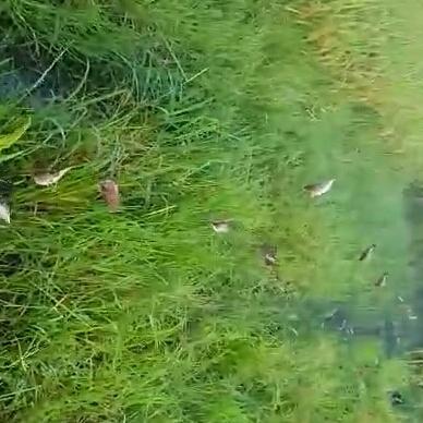 30m lưới bẫy chim ri,sẻ, khuyên sâu.5 viền 4 túi