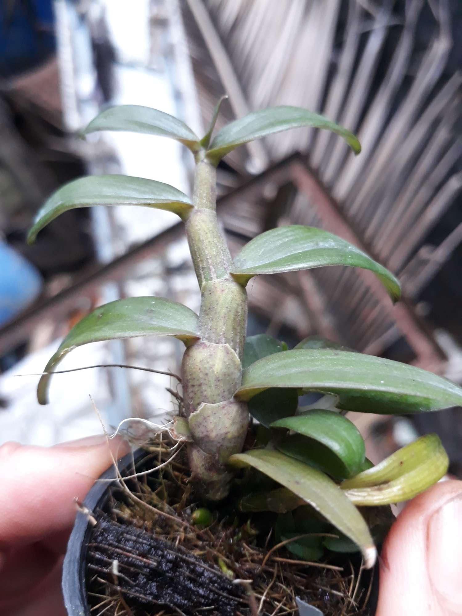 phong lan di linh nù tam bố