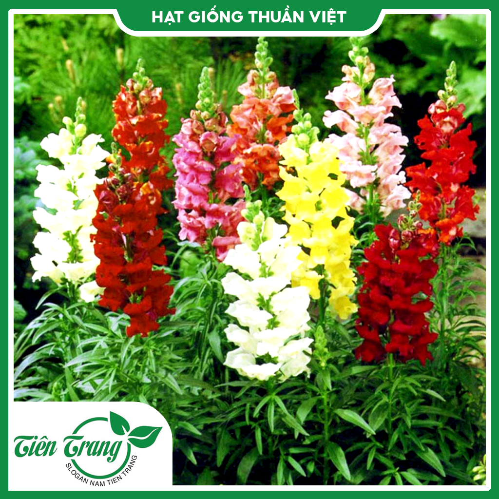 Hạt giống hoa mõm sói tn