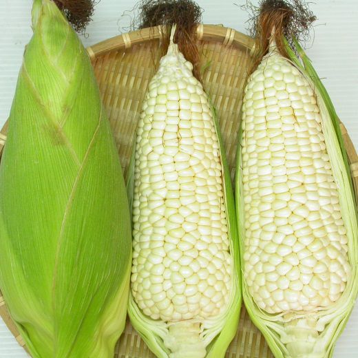 500g Hạt giống bắp nếp nù hàng công ty năng suất cao giá rẻ