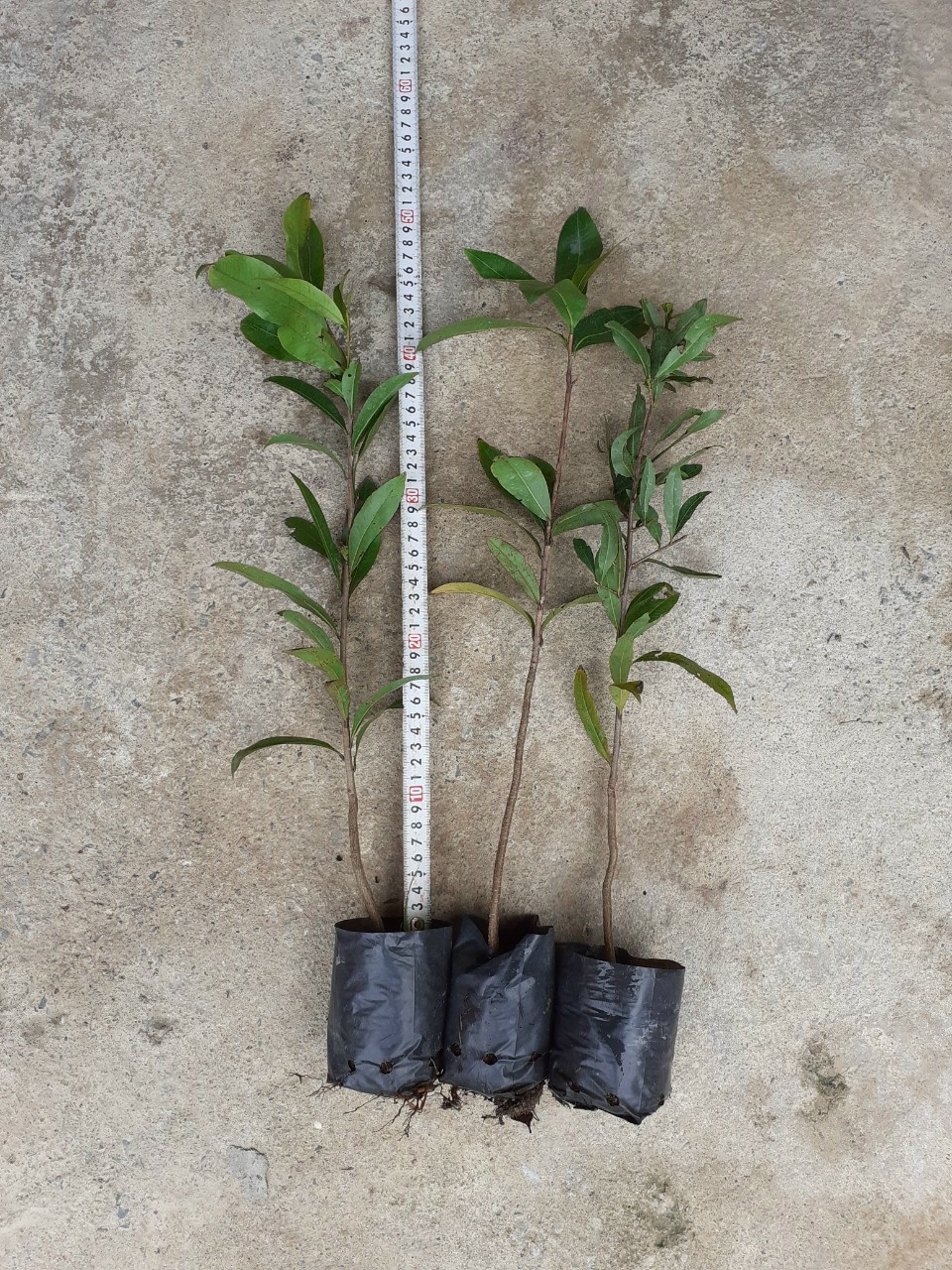 Combo 50 cây mai con quấn rễ quái cao 40-50cm