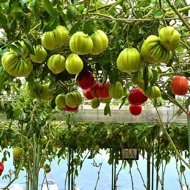 Hạt giống cà chua múi lê Nga khổng lồ quả to 700gr