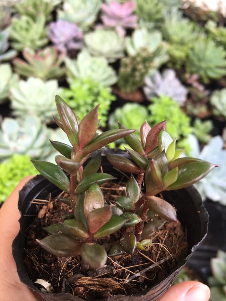 Sedum Cỏ Nhật mới