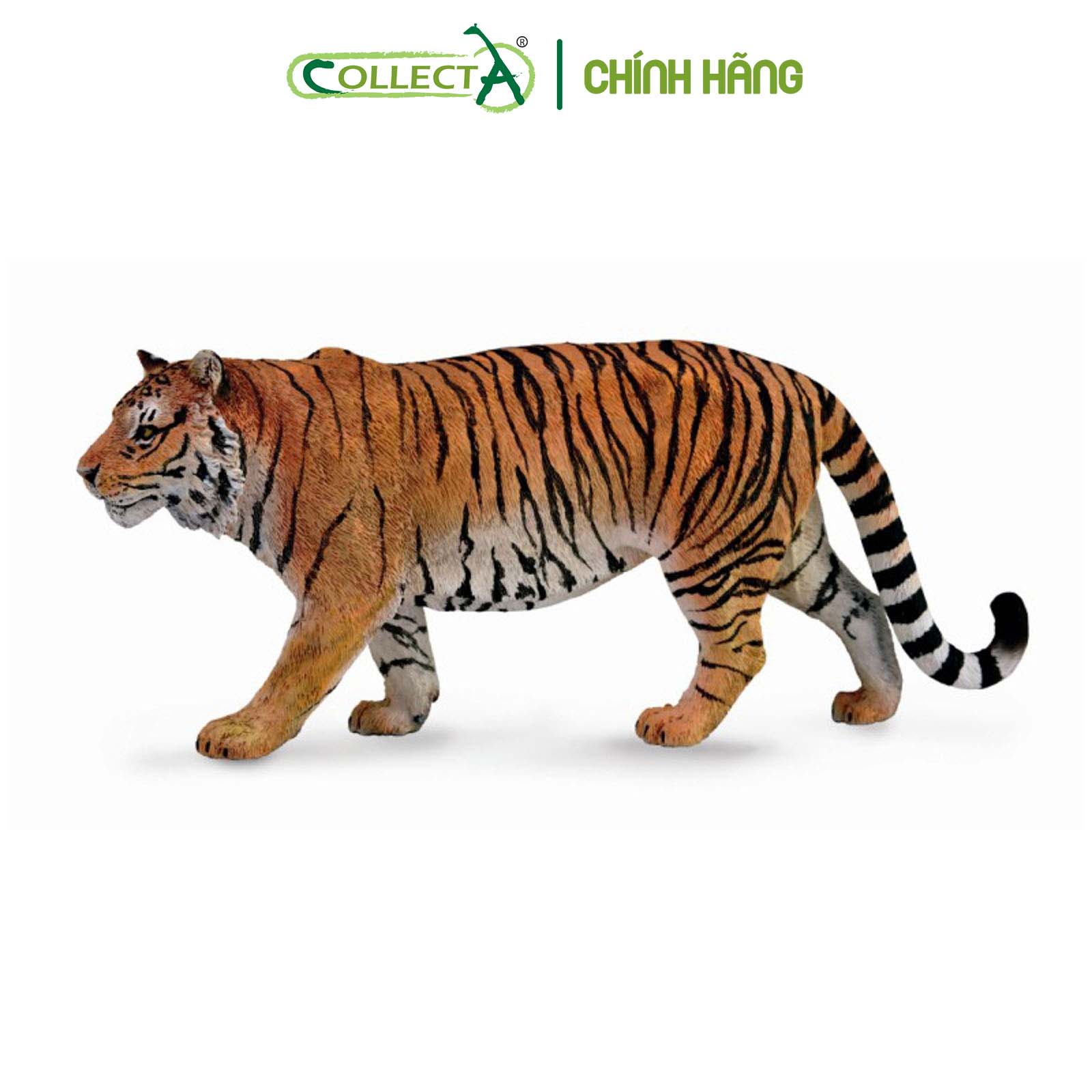 Đồ chơi mô hình động vật CollectA Hổ - Siberian Tiger