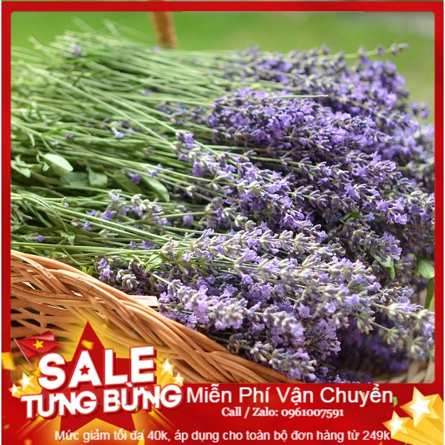 Hạt giống hoa oải hương - 50 hạt