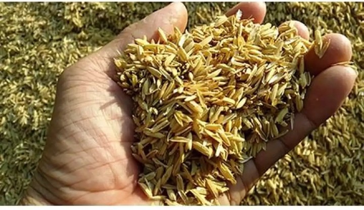 VỎ TRẤU TƯƠI TRỒNG LAN, TRỒNG CÂY, LÓT CHUỒNG / 1KG/0.5kg/2kg