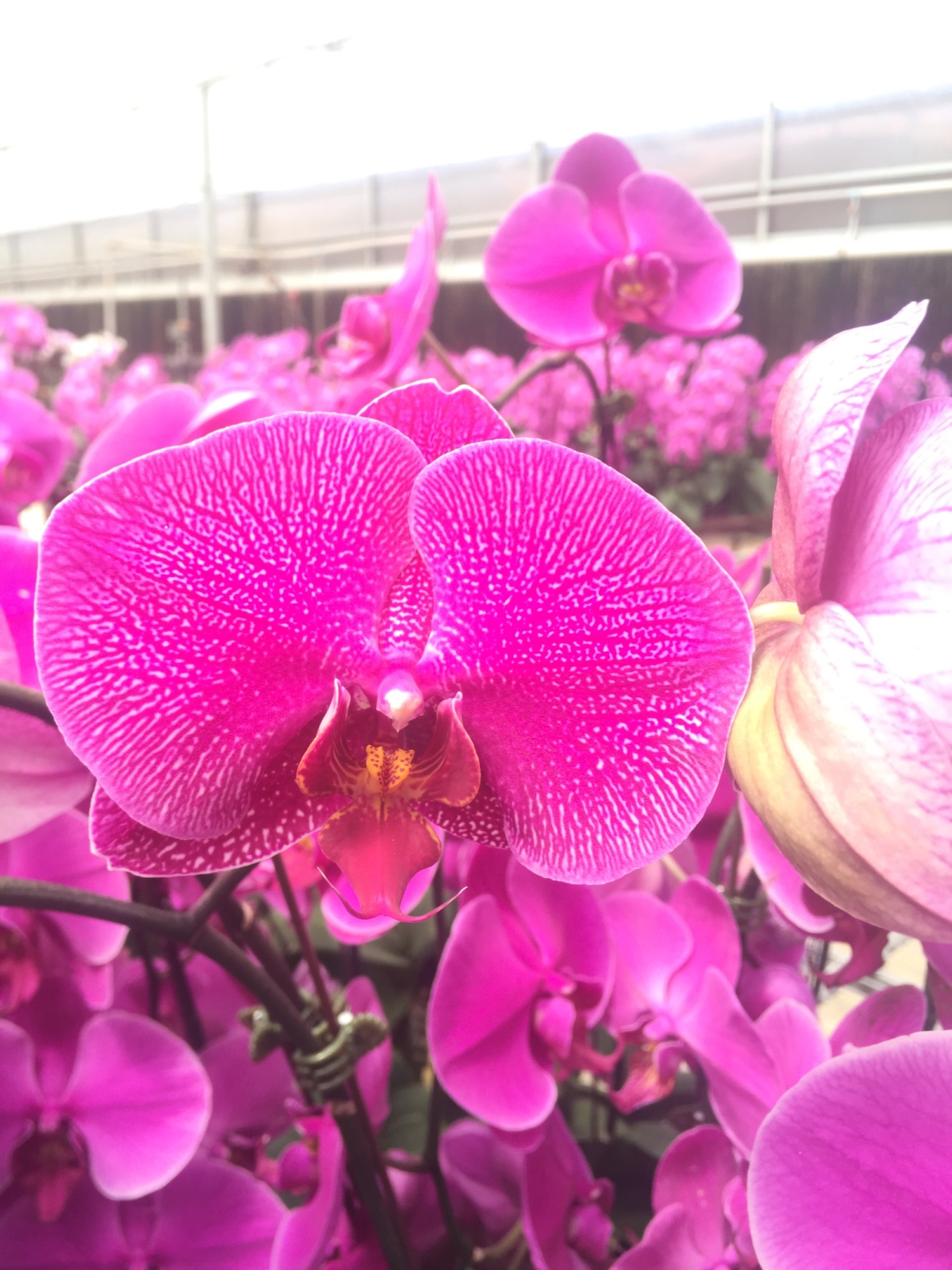 Combo 5 Lan hồ điệp đang ngồng cốc 2.8, cây tơ, hàng Việt Nam 100%