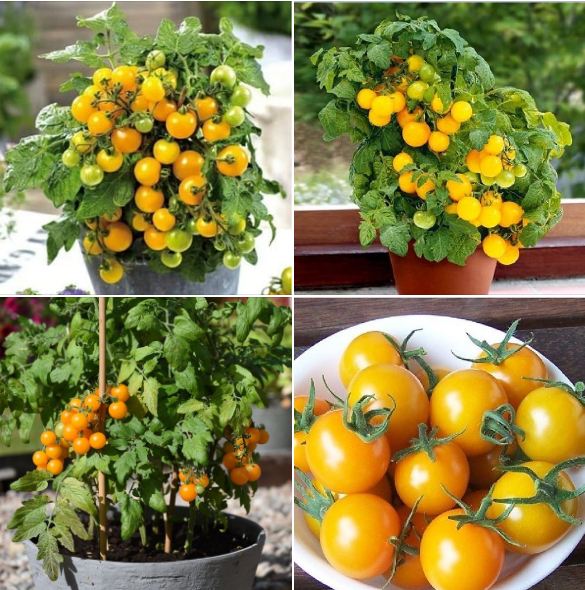 "Gói 30 Hạt " Hạt Giống Cà Chua Bi Lùn Vàng