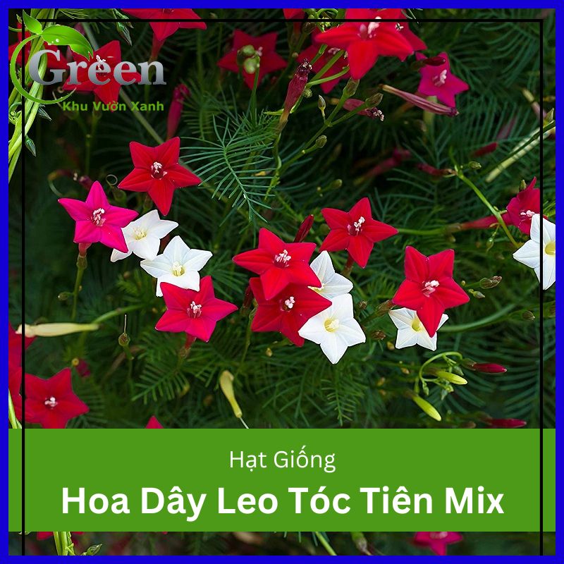 Hạt Giống Hoa Dây Leo Tóc Tiên Mix (20H)