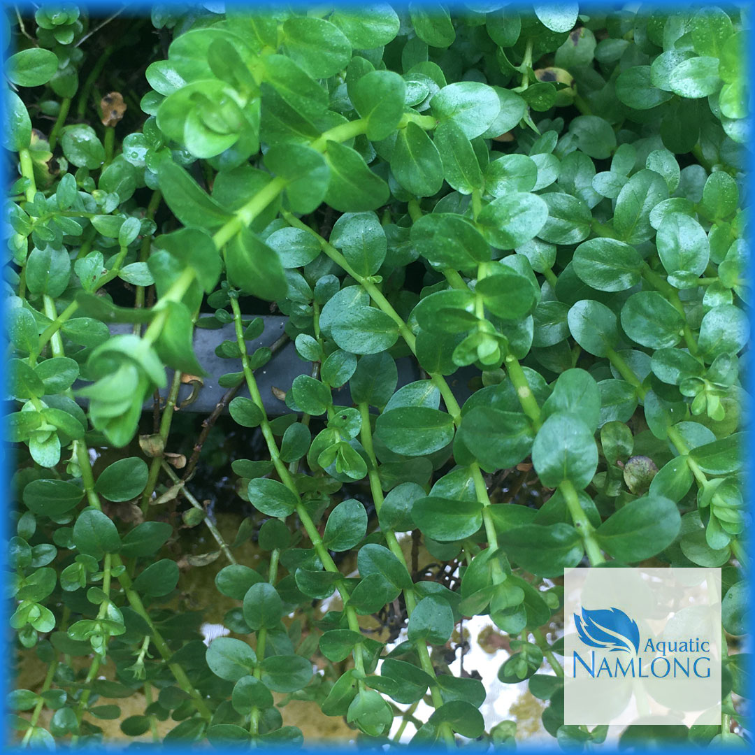 Vảy ốc xanh bò - rotala sp. green - cây thủy sinh cắt cắm
