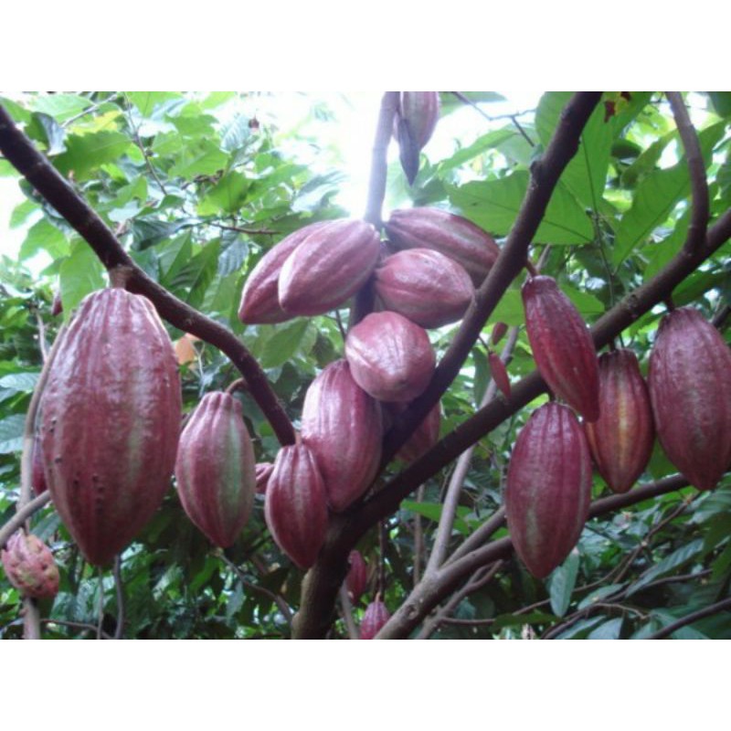 Giống cây cacao