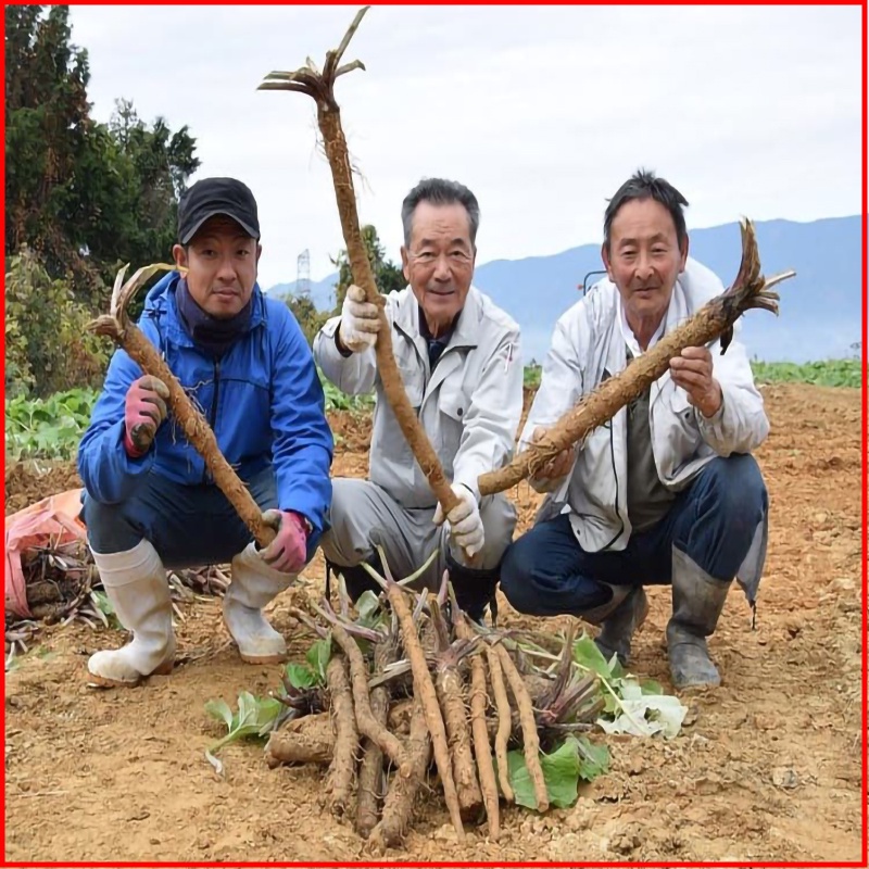 Củ ngưu báng tươi nhật bản 1kg - nmoff