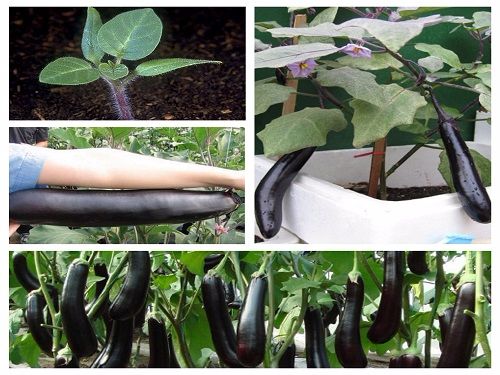 30 Hạt giống Cà tím chery khổng lồ tặng kèm kích mầm