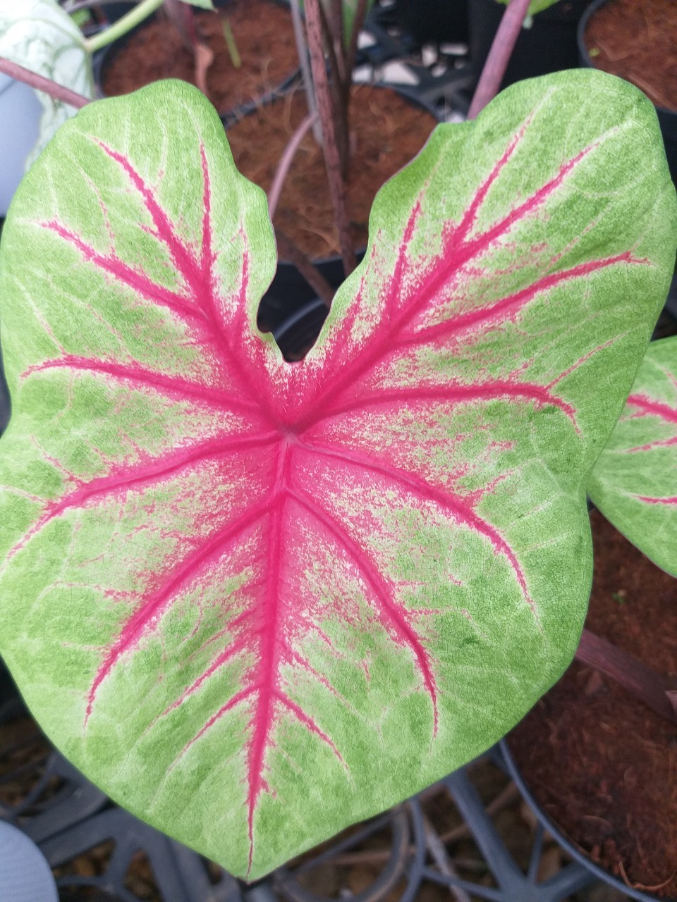 Cây môn màu Caladium Rosebud