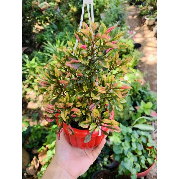 Chậu cây kỉ đỏ- Shop đồng hồ và cây cảnh