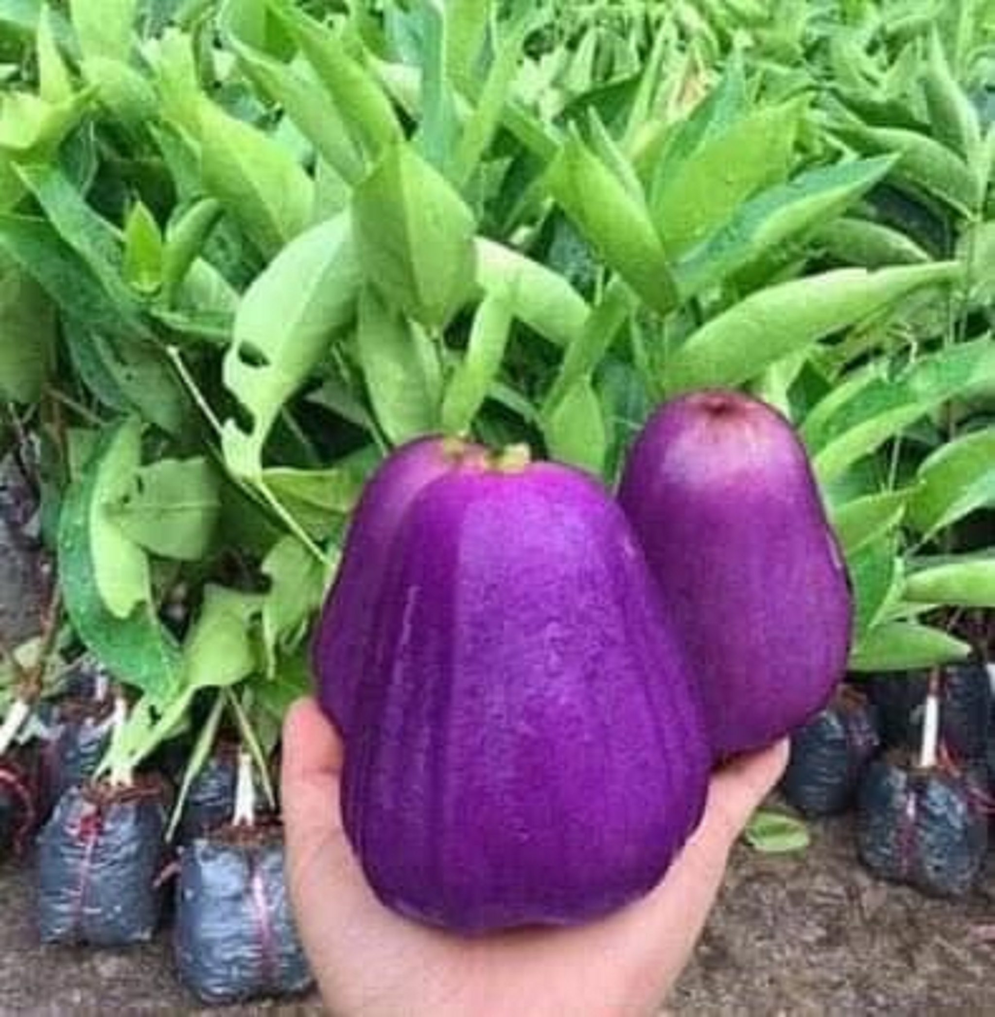 Cây giống mận roi tím