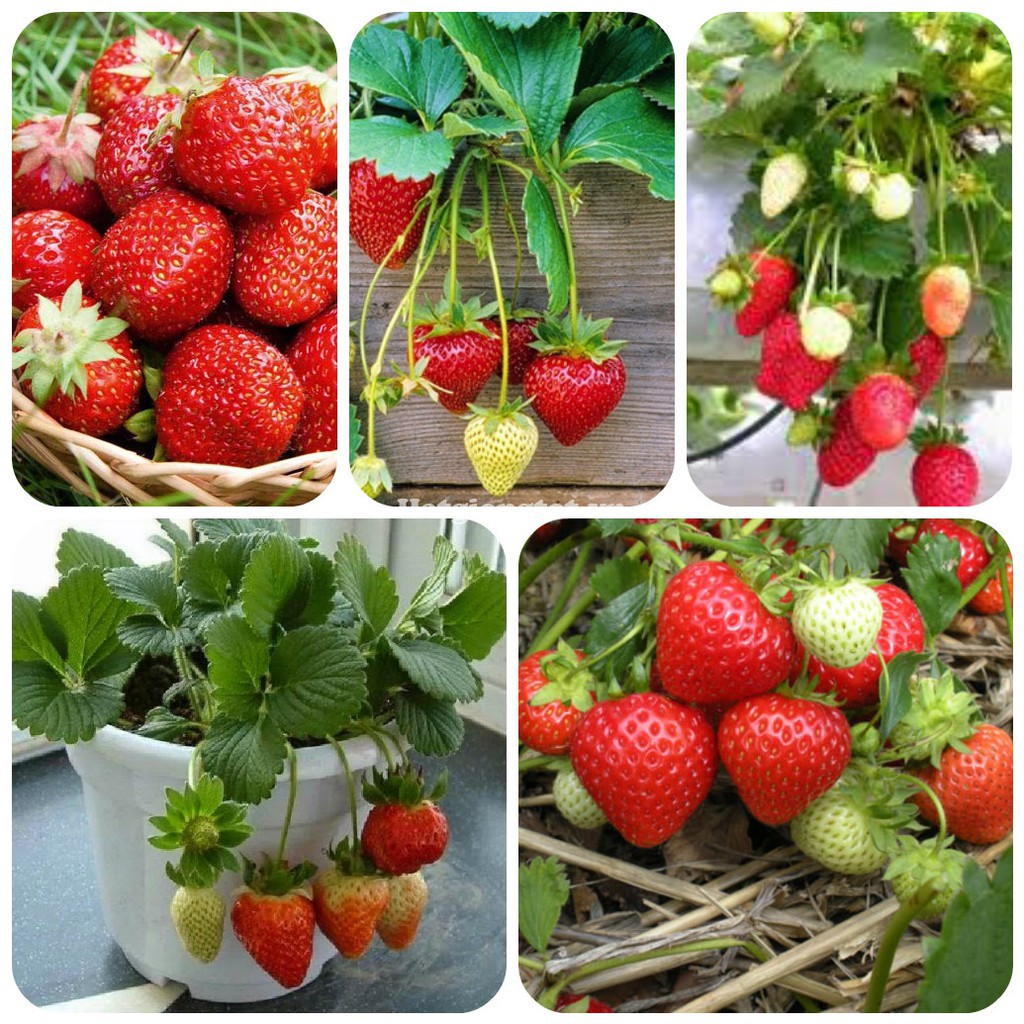 100 Hạt Giống Dâu Tây Đỏ Chịu Nhiệt Sai Quả