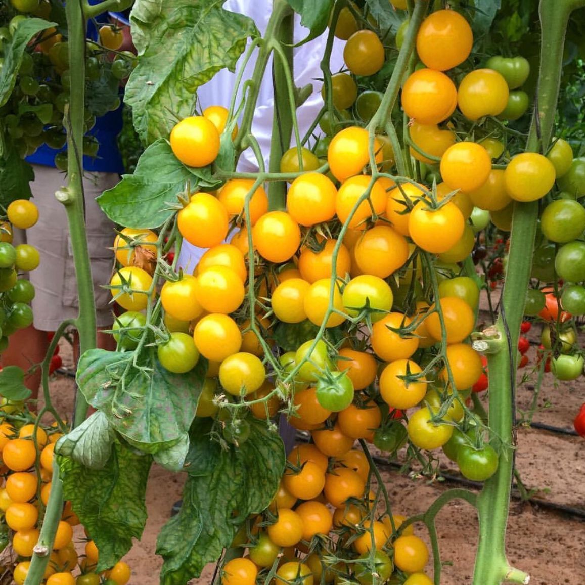 Hạt giống cà chua bi dây leo trái vàng