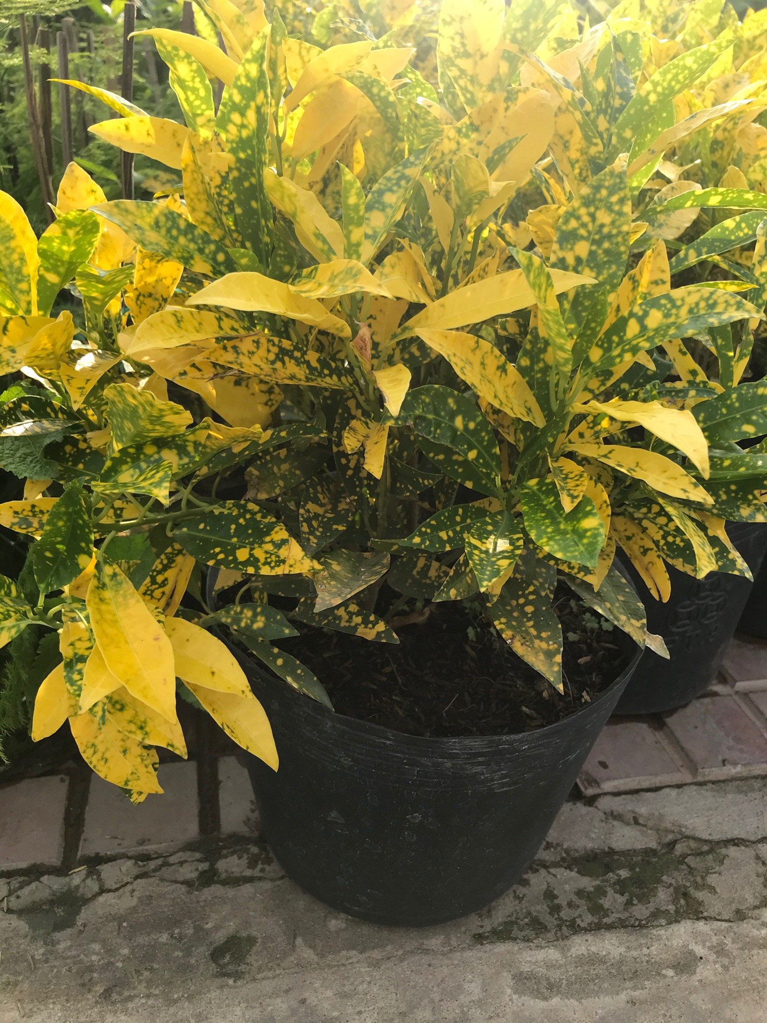 Cây lá màu vàng ( cây vàng bạc) +tặng phân bón cho cây mau lớn