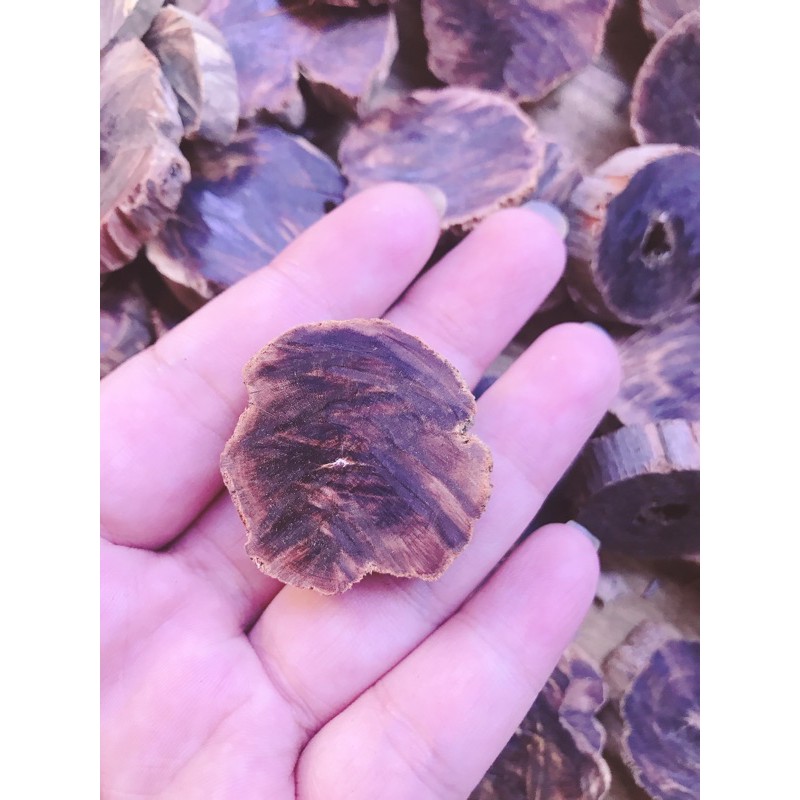 Giá Thể Lũa Linh Sam Cắt Lát | Giá thể gắn rêu, ráy, dương xỉ, bucep