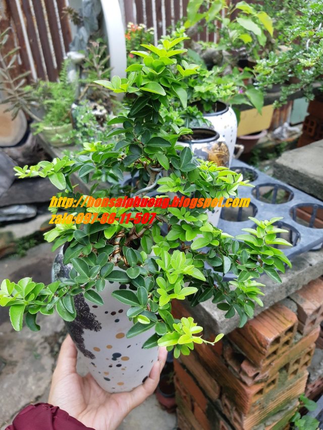 kim quýt bonsai CHẬU KIỂU