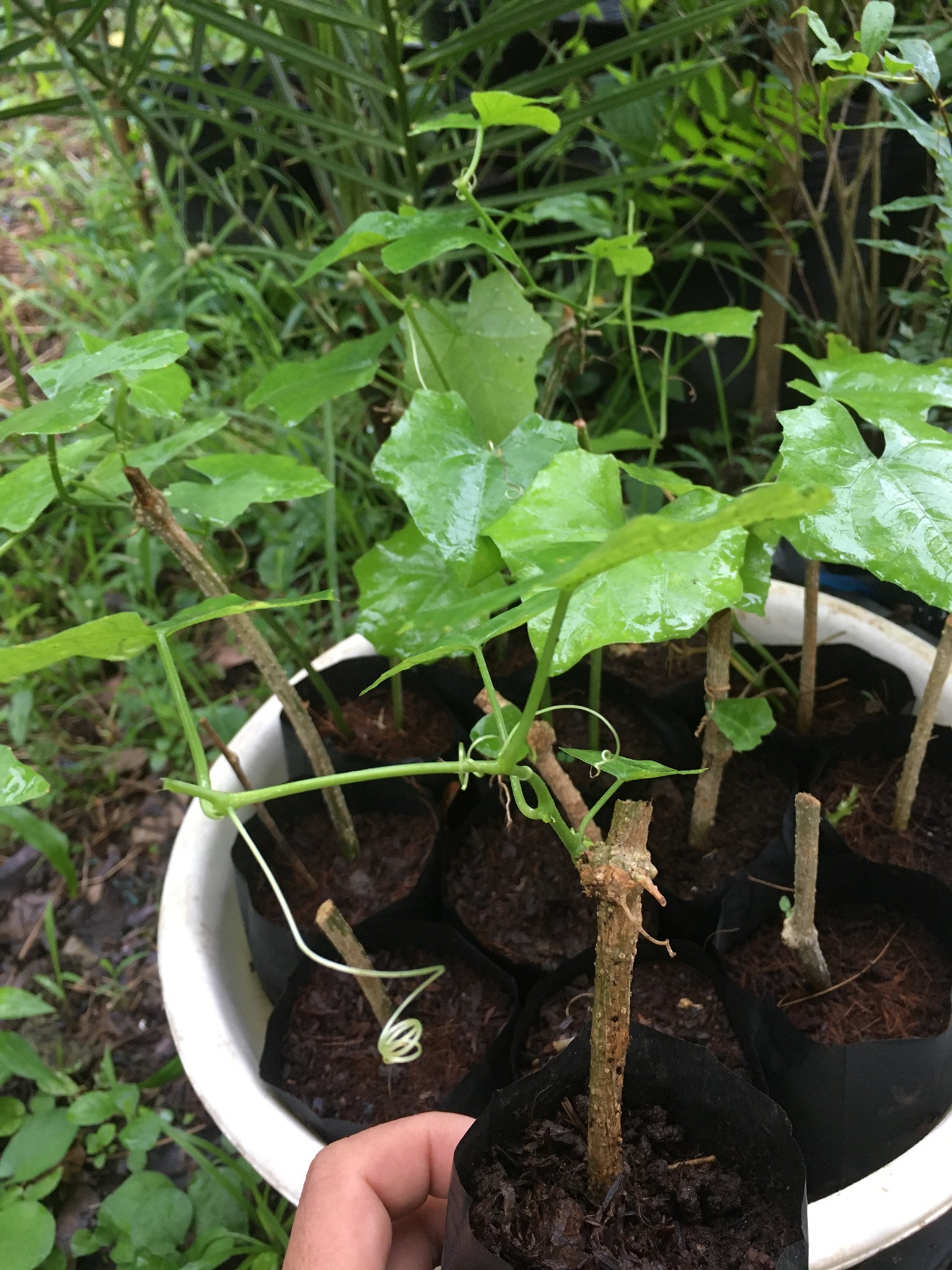 Cây giống bình bát dây