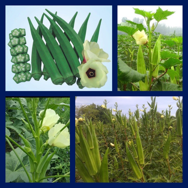 Hạt giống đậu bắp lai f1