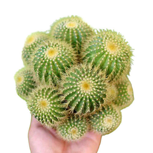 Xương Rồng Bóng Vàng