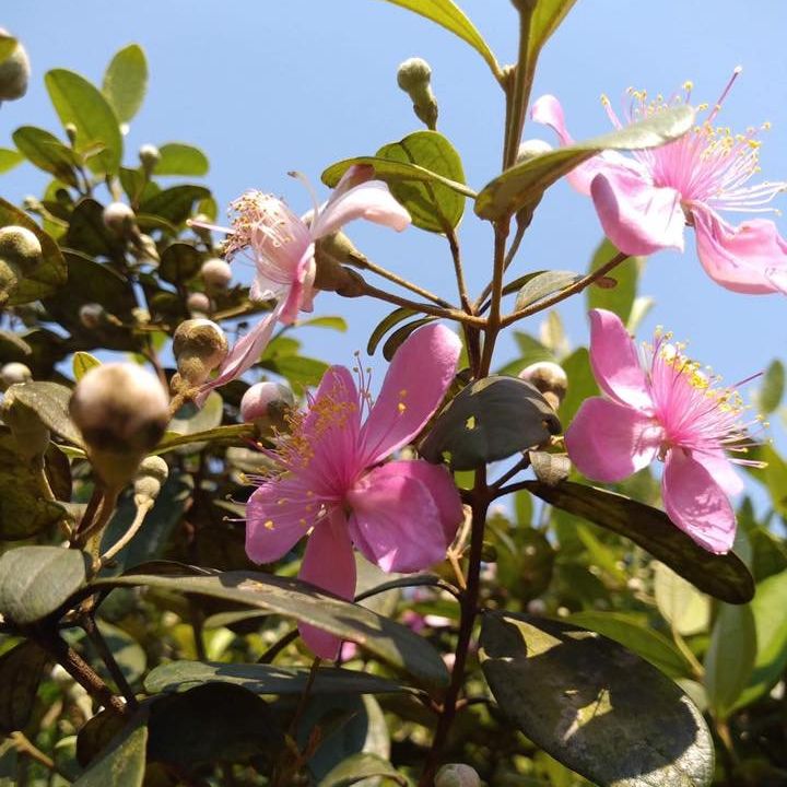 Giống cây sim rừng